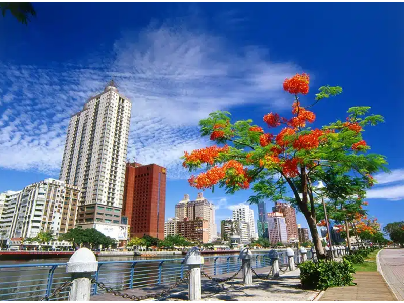 THƯỞNG SẮC HOA ANH ĐÀO ĐÀI LOAN