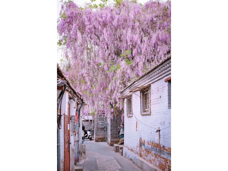 THƯỢNG HẢI – HÀNG CHÂU – TÔ CHÂU – BẮC KINH
